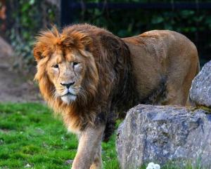 panthera leo persica,Historical Significance