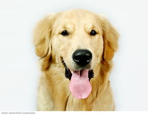 leo golden retriever,Leo Golden Retriever: A Comprehensive Guide