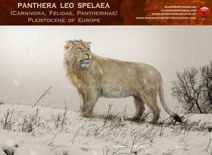 panthera leo spelaea,Panthera leo spelaea: The Enigmatic Cave Lion