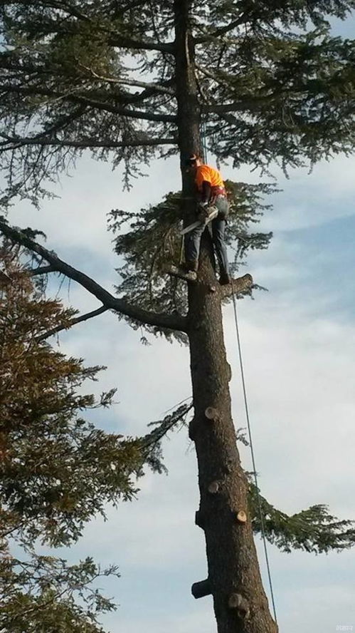 leo tree service,Leo Tree Service: A Comprehensive Guide