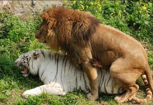 panthera leo senegalensis,panthera leo senegalensis: A Detailed Look into the Senegal Lion